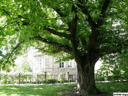 La faculté vue depuis le jardin